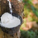 Mủ cao su đông tụ tự nhiên sau khi được khai thác