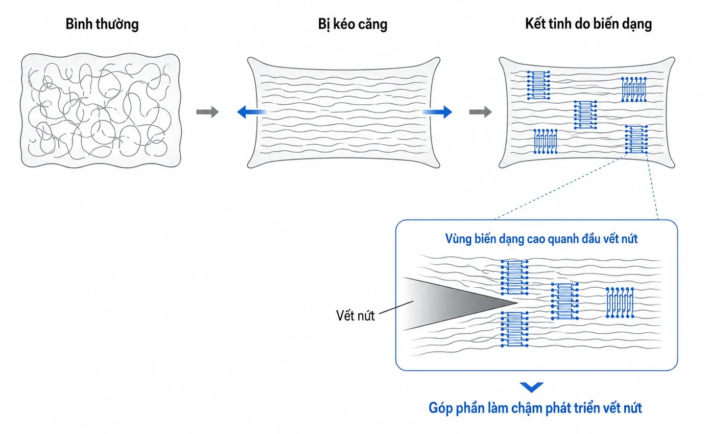 Khi cao su thiên nhiên bị kéo căng, các chuỗi polymer dần định hướng và hình thành những vùng kết tinh; quanh đầu vết nứt, cơ chế này góp phần làm chậm sự phát triển của vết nứt.